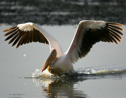 Розовый пеликан (Pelecanus Onocrotalus) — Great White Pelican. Фото Вадима Онищенко